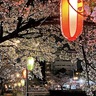 多摩センター商店会　桜イルミが輝く　４月１日から、乞田川沿い