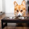 犬に『にんじん』を与えるときのNG行為4選　メリットや正しい食べさせ方までご紹介