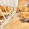 赤ちゃん犬たちが『母犬以外と初めて会った』結果…悶絶必至な『ご挨拶の仕方』が7万再生「ビビってるの尊い」「ママも心配してる」と絶賛の声