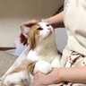 『お母さん大好きな猫』が甘えると…まさかの『見つめすぎる姿』が尊いと142万再生「健気な姿に泣いた」「素敵な時間」の声