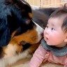 『赤ちゃんと大型犬が一緒に育った』結果…涙が出るほど『仲良しすぎる光景』が15万再生「種を超えた兄弟」「すごく素敵な関係性」と大絶賛の声