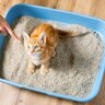 猫の『知能レベル』は子どもでいうと2～3歳の相当！賢いと言われる4つの理由