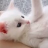 "生後2週間ほどで捨てられていた"白猫を保護→成長した結果…まさかの『ビフォーアフター』に「もはや面影がない」「貫禄ありすぎｗ」と反響
