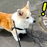 お散歩中『居るはずのないお父さん』とばったり遭遇したら、犬が…気付いた瞬間の『尊すぎる反応』が22万再生「相思相愛」「なんか感動」と絶賛