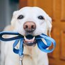 犬が『散歩に行きたい』ときにみせる行動6つ　あなたの愛犬はどう？飼い主に要求しているサインとは