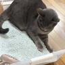 自分のくつろいでいる場所が『トイレ』だと気づいた猫…爆笑必至の『突然の行動』が362万表示「何をきっかけにｗ」「覚醒の仕方がｗ」