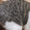 「心斎橋のキャッチ」「めっちゃドン引いてるやんか」　〝しつこいナンパ中〟みたいな猫たちに2.1万人苦笑