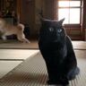 いつもは弟猫に無関心な兄猫→1日入院で居なくなった結果…思わず涙する『まさかの光景』が98万再生「優しさが溢れてる」「ジーンときた」