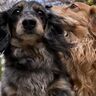 犬に「くせ毛」はある？