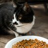 「野良猫への餌やりは4匹まで」との条例に、不満を募らせる保護団体　カナダ