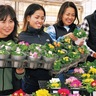プリムラ・ジュリアン　出荷作業始まる　寄せ植えやギフトでも人気