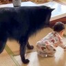 犬が『赤ちゃんのハイハイ』を目の前にした結果…『心配で見守る姿』が優しすぎると2万再生「素晴らしいベビーシッター」「凄い、頼もしい」