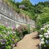 【6/14～】広島市佐伯区の観音寺で「あじさい祭り」開催。瀬戸内海を望む花の寺に咲く400種5000株のあじさい