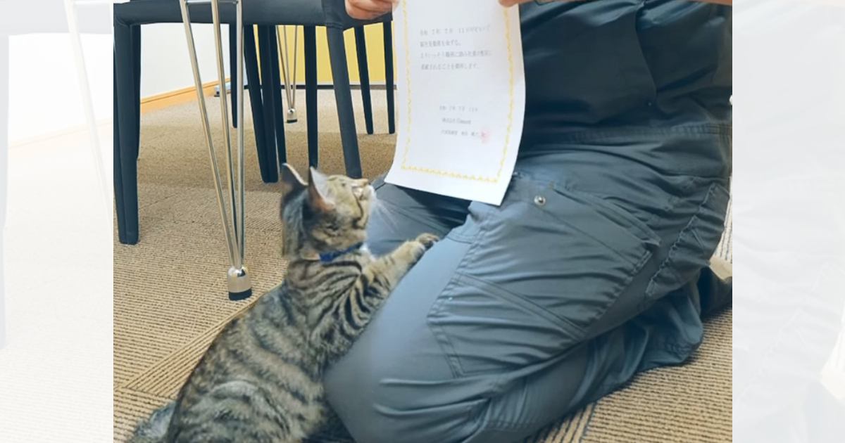 ねこ社員様 新入社員として迎えられた保護ネコ……入社1週間後の『まさかの