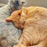 猫の姿が『例えられがちなもの』6選　香箱やアンモナイトだけじゃない！