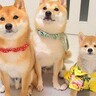 子犬が初めて『お兄ちゃんたちとお留守番をした』結果…帰宅後に見せた『大喜びする光景』があまりにも尊いと反響「おりこうさん」「賢い」