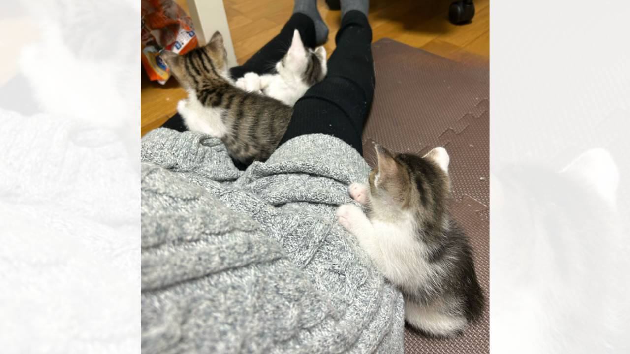 ΦωΦ)仔猫ちゃん(≧∇≦)b♥ほんわり生後2ヶ月(ΦωΦ)♥♥猫