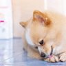 犬が自分の体や手足を噛む『4つの理由』噛み癖を治す方法や危険な病気の症状まで