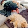 赤ちゃんが体調不良になったら、２匹の犬が…心温まる光景に「尊すぎます」「幸せ空間」と２万再生の反響
