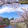 滋賀県の桜の名所・お花見スポットおすすめ18選－2024年はどこの桜を見に行く？