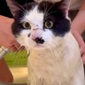 家に来たばかりでノミダニがいた“元野良猫”→初めてのシャンプーをした結果…『まさかの表情』に「ギャップにメロメロ」「気持ちよさそう」