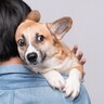 犬が『怯えてしまう』原因２つ　怖がっているときにする仕草や行動とは？