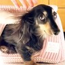 お散歩が大嫌いな小型犬→外に連れて行こうとしたら…『絶対に負けられない攻防戦』が22万再生「短い脚で必死の抵抗ｗ」「拒否あるあるｗ」