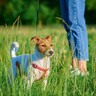 犬にとって『ノギ』は超危険！？危ないと言われている理由やトラブルを防ぐ方法まで