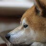 犬が『凹んでいる』ときにする行動5選　愛犬のテンションを上げるための対処法とは？