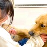 大型犬が『甘噛み』してきたので噛み返してみた結果…まさかの『可愛すぎる反応』が83万再生「凄い信頼関係」「幸せすぎる家族」と大絶賛の声