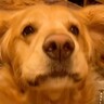 元気よく返事ができる大型犬→色々な質問をした結果…完全に言葉を理解している『可愛い様子』に「質問がいい」「もっといいね押したい」の声