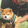 水たまりで動けなくなった犬を救助した結果…『まさかの態度』が面白すぎると4万1000いいね「助けてもらってる顔じゃなくて草」と爆笑の声