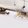 シベリア生まれの大型犬たちと『スキー場で遊んだ』結果…衝撃的な『事故が連発する光景』に22万再生の反響「パパ面白いｗｗ」「素敵な家族」