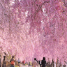 【福島県の桜スポット】喜多方市の『日中線しだれ桜並木』と一緒に楽しみたいランチスポット3選