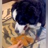 透明なテーブルの下でおもちゃを動かしてみると、大型犬が...想定以上に『賢い反応』が20万回再生「頭いい」「人の子どもみたい」と絶賛