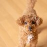愛犬が飼い主に『つきまとう』心理4つ　後ろから離れない理由から注意すべきことまで