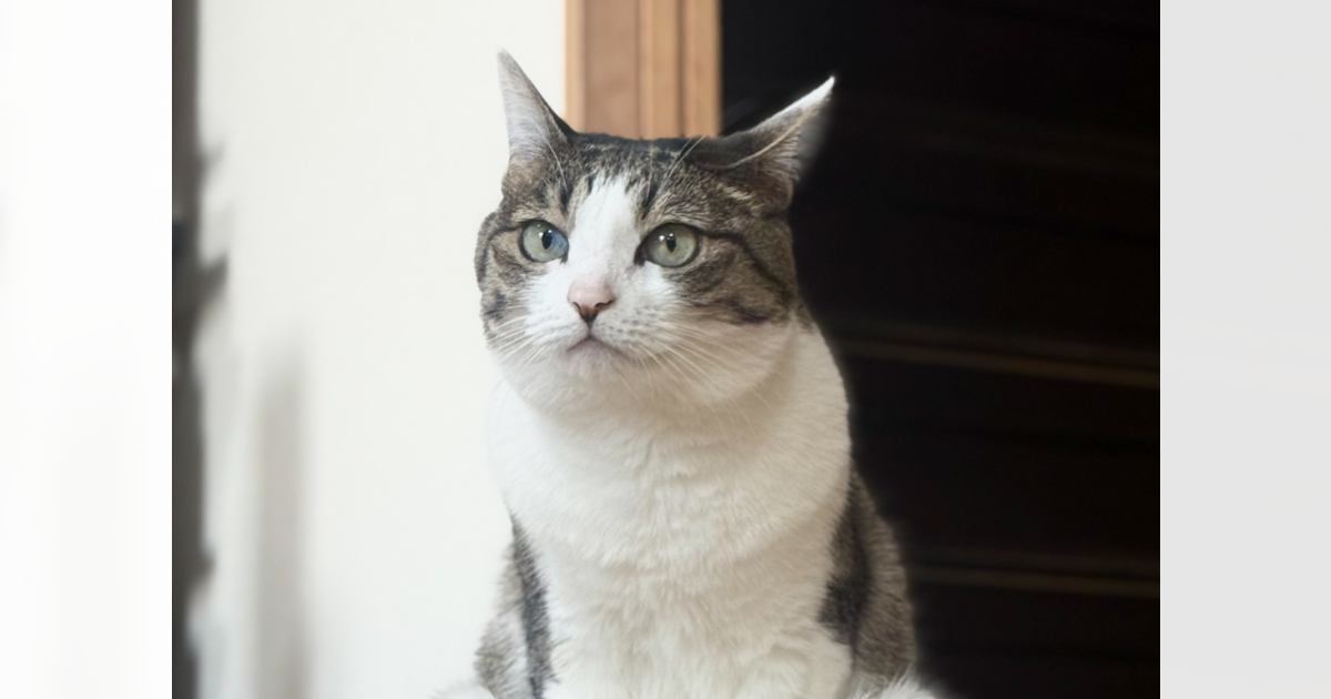 AqrN6ZEr8hvRuGCKSskqoJ2bK4-