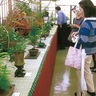 春の山野草展　19・20日にＪＡ大根支所