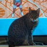 パリ五輪をテレビで見ていた猫、絶妙なタイミングで体操選手を救う!?（豪）