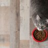 愛猫に『長生きしてもらうための食事』与えるときの3つのポイント