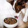 犬にドッグフードを与えるときの『絶対NG行為』5選　愛犬に健康被害をもたらす問題行動とは？