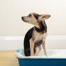 犬の嘔吐や下痢『危険な症状』5選　深刻な病気のサインや見極め方まで