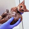 トリモチまみれの衰弱した子猫を保護→病院で『原因不明の病』が判明して…懸命に戦う姿に応援の声多数「頑張ろうね」「絶対大丈夫」11万再生