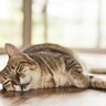 猫の具合が悪い証拠？見逃したくない『危険な寝姿』3選と考えられる病気