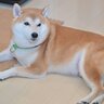 犬にとってフローリングは危ない？起こり得る悪影響2つと便利な対策グッズをご紹介