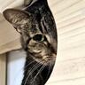 引っ越し直前に『突如現れた野良猫』、玄関で鳴くようになって…２年後→『まさかの姿』が83万再生「可愛すぎるｗ」「謙虚な性格」