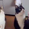 ばあばにご飯のお代わりを"おねだりしにきた兄弟猫"…見事なコンビネーションが凄すぎると43万再生「頭良い」「めっちゃ可愛い」