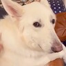 『カッコイイ大型犬』がご飯の後に...見た目からは考えられない『赤ちゃん過ぎる要求』が79万再生「幸せな気分になった」「言葉理解してる」