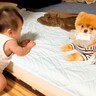 『赤ちゃんと犬が静かにしている』と思ったら…ふたりでしていた『ナゾの会議』に16万いいね「目泳いでて草」「イタズラっ子さんｗ」と爆笑