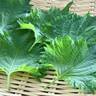 【今が旬】常備したい夏の名脇役！「大葉」を使いこなすコツ＆長持ちさせる保存方法